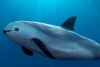 Biden da un año a México para mejorar protección de la vaquita marina