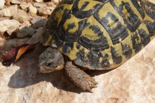 Consejos para cuidar a una tortuga en casa