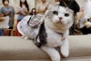 Ropa con ventiladores portátiles, la nueva moda entre mascotas japonesas