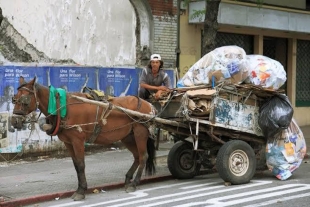 Buscan incrementar la protección para los animales de carga en el Edomex