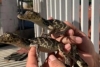 PROFEPA rescata a 39 caimanes de anteojos en Chiapas