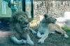 La mayoría de  felinos que habitan el Zoológico Zacango, son rescatados
