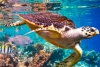 Con ADN ambiental, la UNESCO buscará conservar a las especies marinas más vulnerables