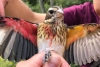 Investigadores encuentran a extraño pájaro mitad hembra y mitad macho