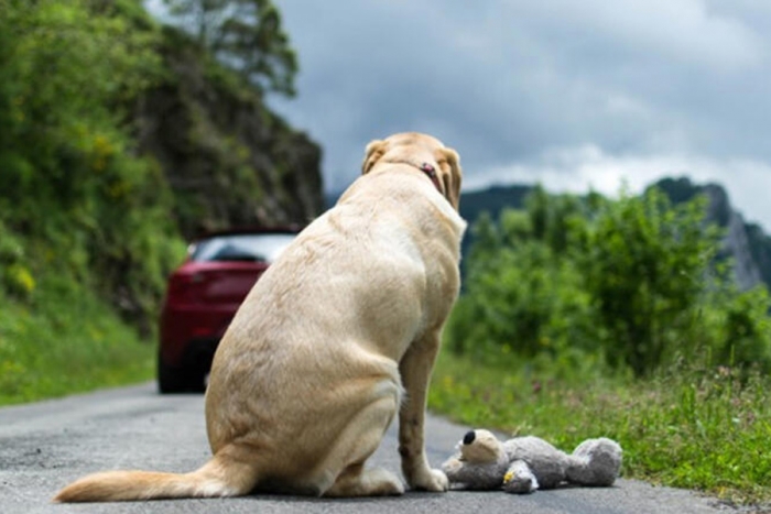 México, el país de las mascotas abandonadas