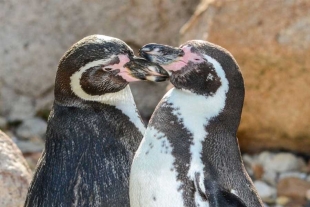 Por primera vez en Estados Unidos, pareja de pingüinos gay incuba un huevo