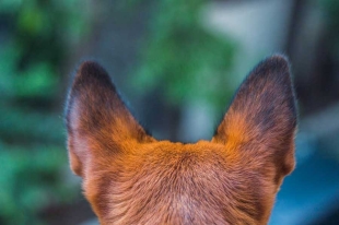 Los perros son animales que tienen la capacidad de captar una variedad de sonidos