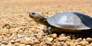 Rescatan más de 700 huevos de tortuga en un área protegida del Amazonas