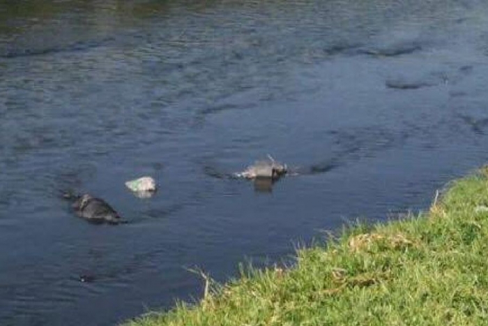 Encuentran flotando el cuerpo de una mujer en Ixtlahuaca