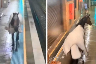 ¡Inesperado pasajero! Captan a un caballo en estación del Metro en Australia