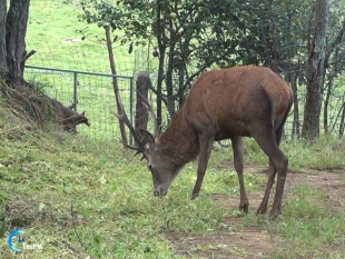 Preservan al ciervo rojo en bosques mexiquenses
