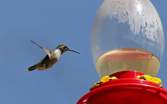 ¡Bien ahí! Ambientalista inaugura Santuario de Colibríes en Puebla