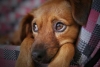 Día Mundial del Autismo: ¿cómo saber si mi perro lo padece?