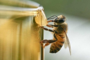 Estados Unidos aprueba una nueva vacuna para salvar a las abejas de la extinción