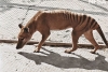 A 85 años de su extinción, presentan videos del último Tigre de Tasmania