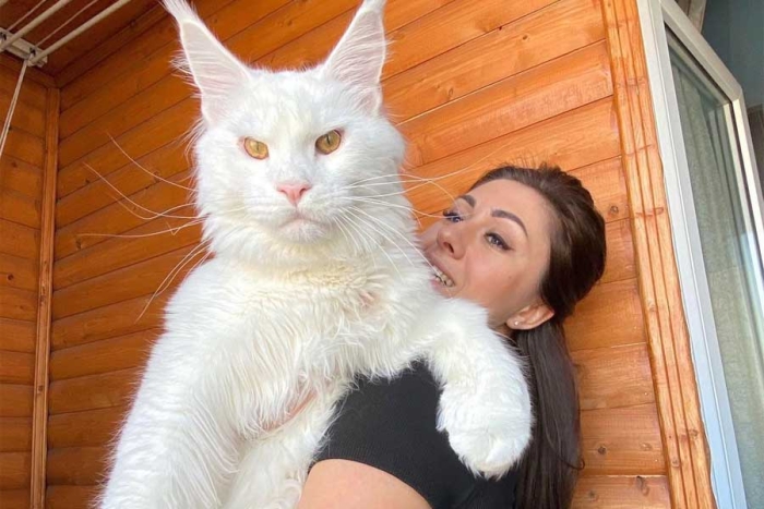 Conoce a “Kéfir”, el gato más grande de las redes sociales