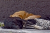 Encuentran alrededor de 20 perros callejeros muertos en Guanajuato