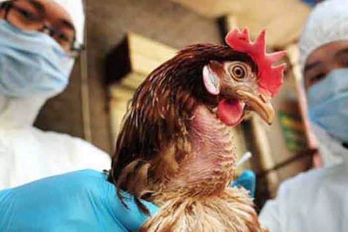 Aumento de casos de gripe aviar: ya fue detectada en 11 países de América