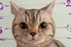 ¡Una fichita! Gatita rebelde termina tras las rejas por morder a policías en Tailandia