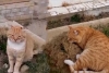 ¡Volvió en forma de gato! “Hachiko”, la felina que vive en la tumba de su dueño desde 2018