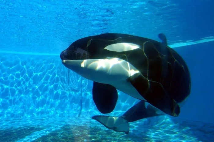 Fin del sufrimiento; muere “Kiska”, la orca más solitaria del mundo