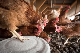 ¡No es broma! En Sinaloa, ya hay más gallinas que habitantes; promedian 3 aves por persona