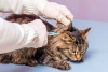 Rusia produce 17 mil dosis de la primera vacuna COVID-19 para animales