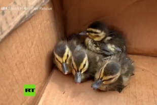 Dramático rescate de unos patitos con la ayuda de un video de YouTube