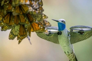 ¡Qué belleza! Dron con forma de colibrí capta a un millón de mariposas monarca