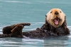 Nutria ladrona de tablas de surf da a luz, y esto podría explicar su mal comportamiento