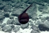 El rarísimo pez pelícano grabado en la costa hawaiana