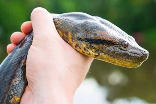 Este inesperado encuentro tuvo lugar en el Amazonas,