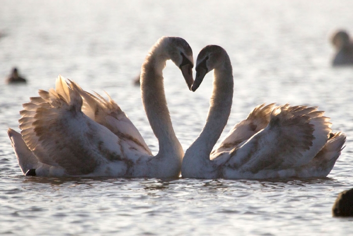 ¿Pueden los animales enamorarse entre ellos?