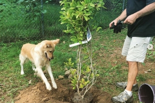 Perrito ecologista: ayuda a su dueño a plantar árbol