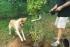 Perrito ecologista: ayuda a su dueño a plantar árbol