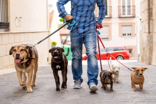 Un nuevo estudio publicado en la revista Psychology Today demostró que los perros distinguen sonidos humanos