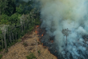 Amazonas: el pulmón del planeta se muere