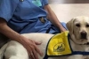Conoce a “Wynn”; el perrito que está ayudando en la lucha contra el Coronavirus
