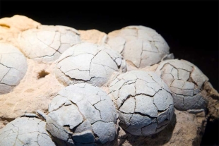Un huevo fosilizado dentro de un huevo revela un nuevo secreto sobre los dinosaurios