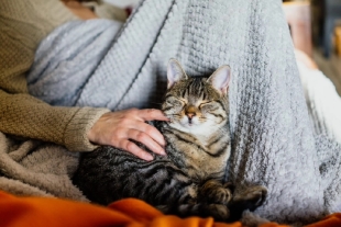 Para su desarrollo, los expertos encuestaron a 413 participantes utilizando la Escala de Relación Gato/Perro-Dueño