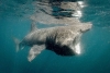 Tiburón peregrino se deja ver en aguas de España