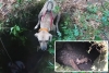 Perro es rescatado luego de estar atrapado tres semanas en una cueva