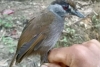 Enigmática ave perdida durante 172 años reaparece en Borneo
