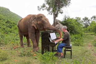 Conoce la historia de Paul Burton, el pianista encantador de elefantes