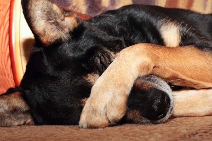 ¡Indignante! En CDMX, dueños de restaurante son captados golpeando a un perrito