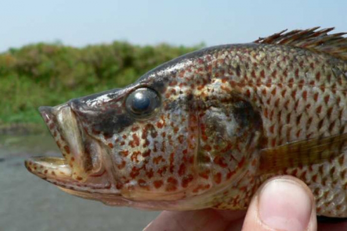 Peces se confunden de parejas y generan nuevas especies