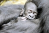 Falta de turistas permite que gorilas de Uganda se reproduzcan