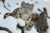 Cambio climático reduce hábitat de leopardos en Asia