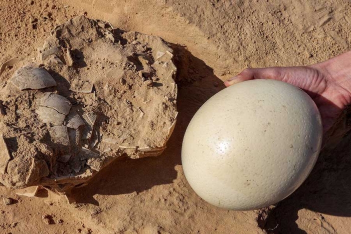 ¡Sorpresa! Hallan huevos de avestruz de hace miles de años en Israel