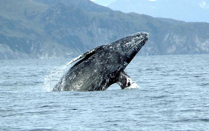 La ballena gris ya se encuentra en aguas mexicanas